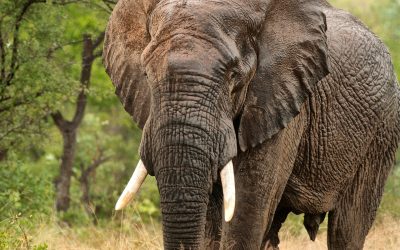 Hunting In Moyowosi-Kigosi Game Reserves