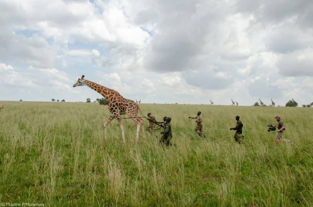 Hunting In Murchison Falls National Park