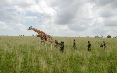 Hunting In Murchison Falls National Park