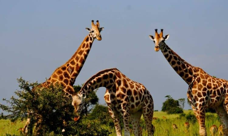 Hunting In Murchison Falls National Park