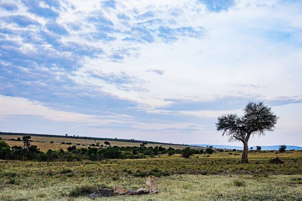 Hunting In Mwiba Wildlife Reserve