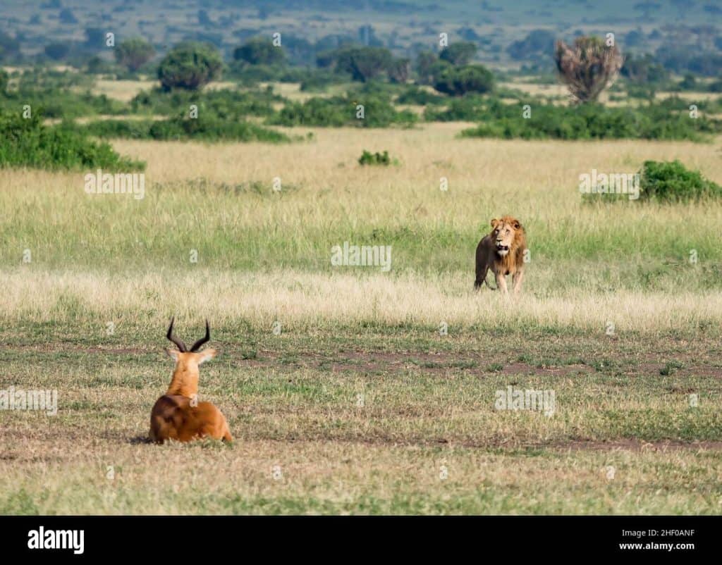 Hunting In Queen Elizabeth National Park