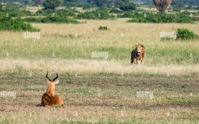 Hunting In Queen Elizabeth National Park