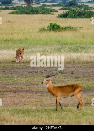 Hunting In Queen Elizabeth National Park