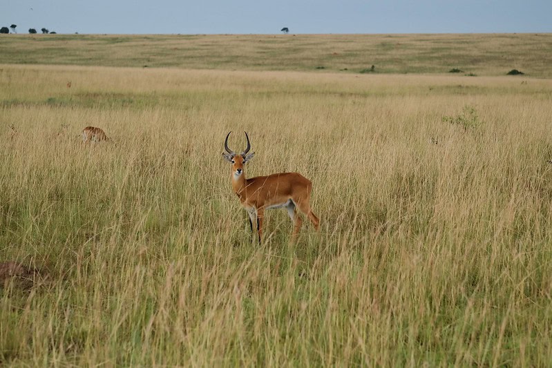 Hunting In Queen Elizabeth National Park