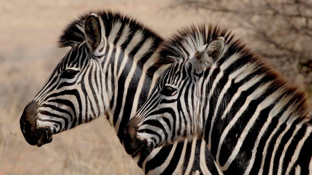 Hunting In Selous Game Reserve