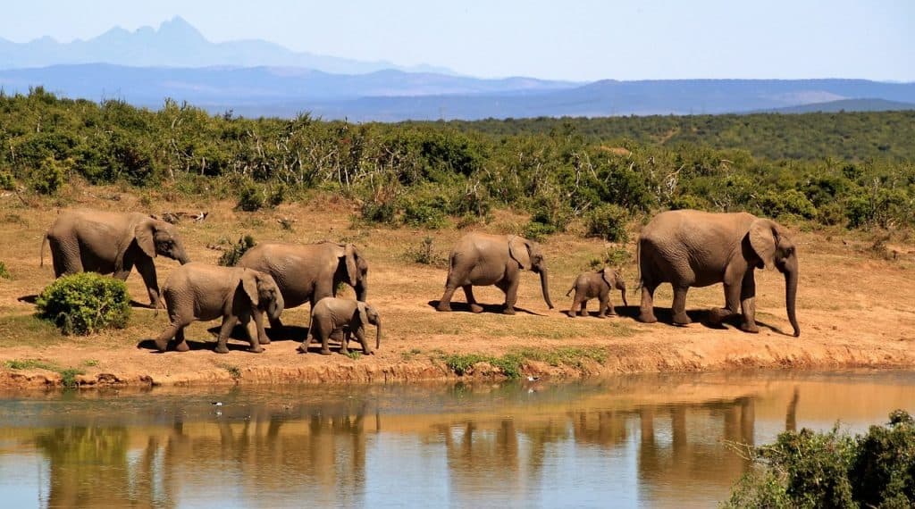 Hunting In Ugalla Game Reserve