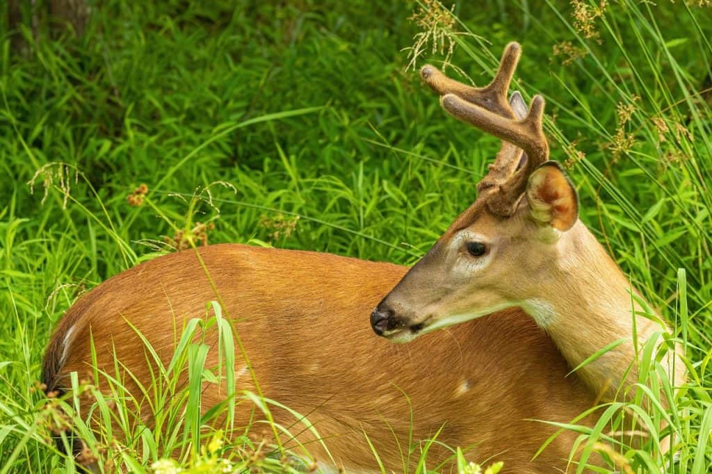 What Are The Best Times Of Year To Hunt In Africa?