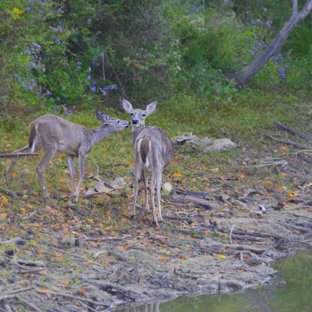 What Are The Best Times Of Year To Hunt In Africa?