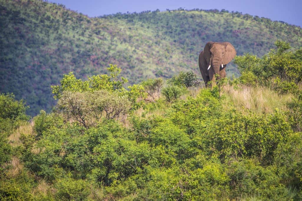 Hunting In Dzanga-Sangha Special Reserve