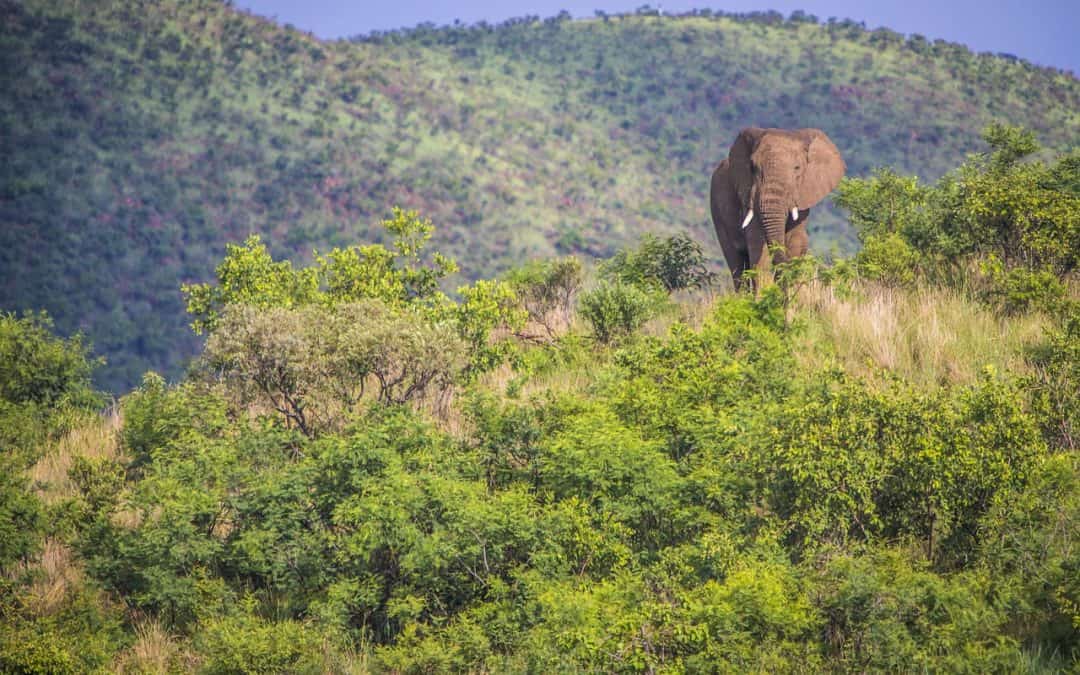 Hunting In Dzanga-Sangha Special Reserve