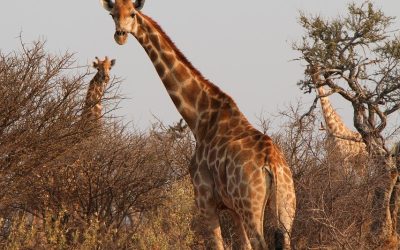 Hunting Nuanetsi Conservancy