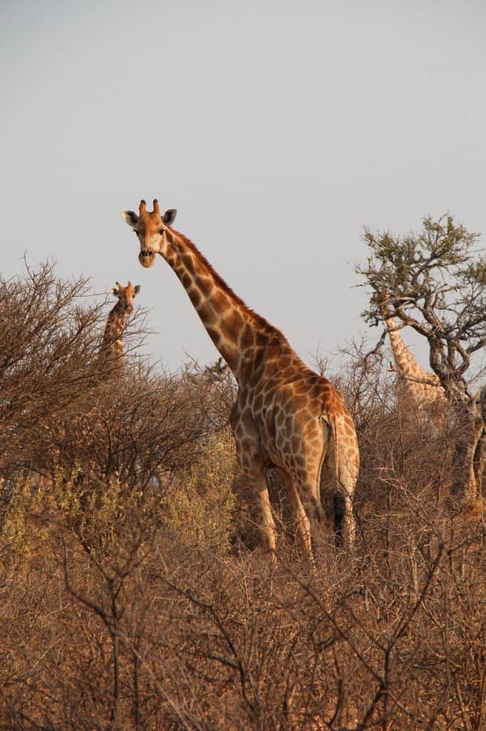 Hunting Nuanetsi Conservancy