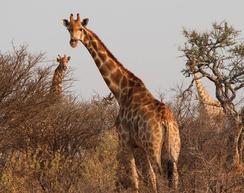 Hunting Nuanetsi Conservancy